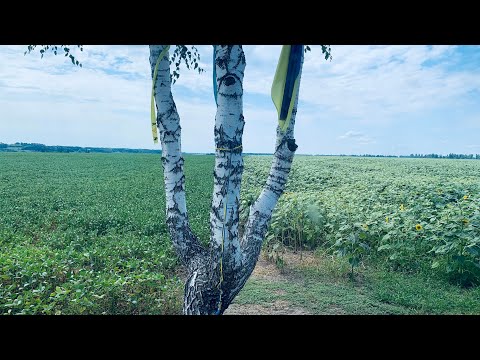 Видео: Поетичний вернісаж Г. Білик і О. Стадник