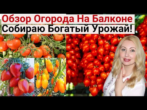 Видео: Эти Сорта ВСЕГДА Дают Хороший Урожай! ЛУЧШИЕ 7 СОРТОВ Помидор Для Балкона! Обзор Огорода На Балконе