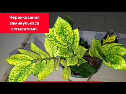 Видео: Замиокулькас Хамелеон (или Акебоно). Размножение. Видео от23.03.2025