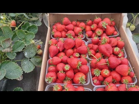 Видео: 🍓Клубничный сбор в Подмосковье продолжается 🍓 Обзор сорта кабрила🍓