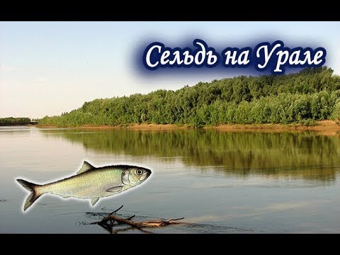 Видео: Сельдь Каспийская на Урале. Русская Рыбалка 3.99.