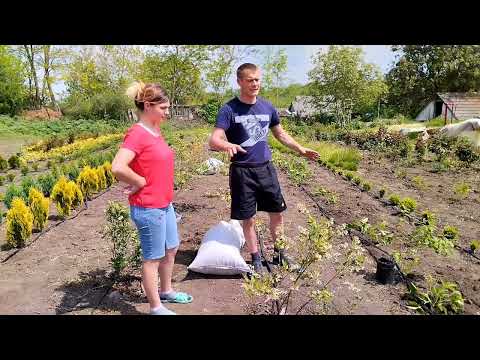 Видео: Одне зробили, інше розпочали! Лохину замульчували! Жимолость посадили!