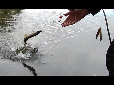 Видео: Ловля Щуки на донки на живца.