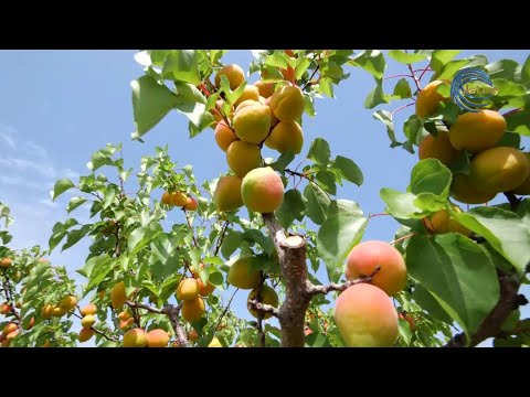 Видео: ӨЗІМІЗДЕ ДЕ ӨРІК БАР. БІРАҚ НЕГЕ КЕПТІРІЛГЕНІН ӨЗБЕКТЕРДЕН АЛЫП ЖҮРМІЗ? / AGROLIFE / 08.07.22