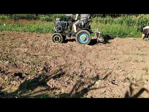 Видео: картопля яка вродила