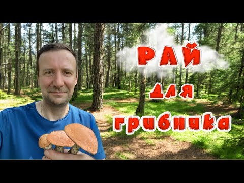 Видео: 💥НОЧЬЮ В ЛЕСУ!!💥ГРИБЫ НА КАЖДОМ ШАГУ!! РАЙ ДЛЯ ГРИБНИКА!! Грибы 2024