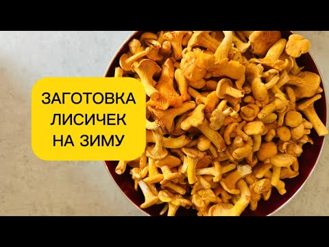 Видео: ЛИСИЧКИ В МАСЛЕ | Заготовка на зиму