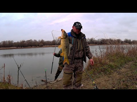 Видео: Ловля сазана и карася в конце ноября.Осень 2022.