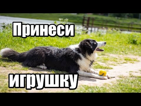 Видео: Как научить собаку приносить игрушку  - 4 способа