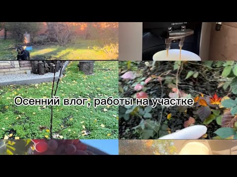 Видео: Осенний влог, работы на участке 🪾🍁🍂