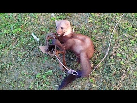 Видео: КУНИЦА ВЛЕТЕЛА В КАПКАН/ ПРИШЛА ВОРОВАТЬ ГОЛУБЕЙ/ КАМЕННАЯ КУНИЦА/