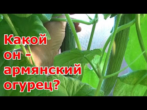 Видео: Первый раз выращивала "Армянский огурец". Так ли хорош армянский огурец, как о нем рассказывают?