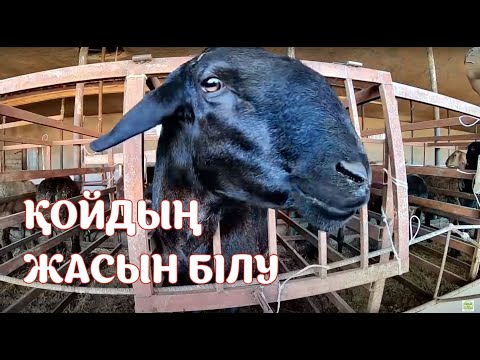 Видео: Қойдың жасын қалай анықтаймыз?  малдың күйін жақсарту.