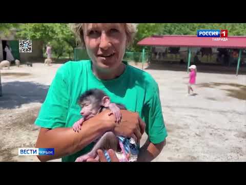 Видео: ⚡️⚡️Львы загрызли управляющую Тайгана: что известно о трагедии