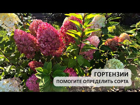 Видео: Гортензии: нужна ваша помощь, сезон 2025