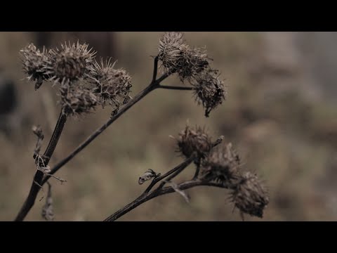Видео: Осень