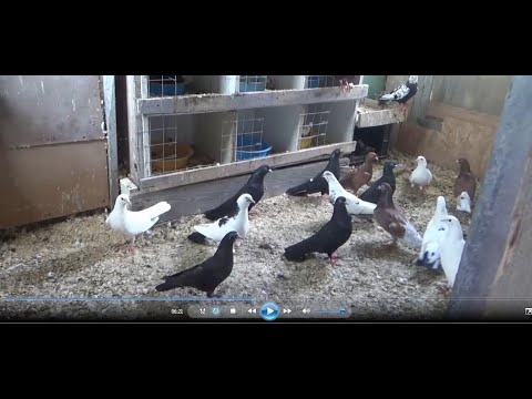 Видео: ШИРОКОХВОСТЫЕ БАКИНСКИЕ ГОЛУБИ ИГОРЯ АБДРАХМАНОВА  Часть 1