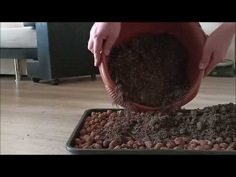 Видео: Подготовка грунта для молодило