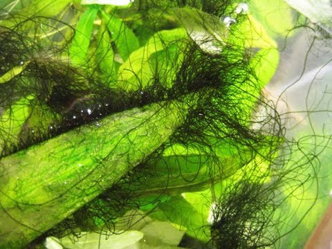 Видео: Черная борода в аквариуме (продолжение следует)