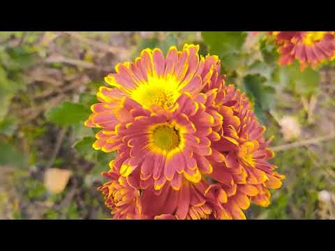 Видео: Осенние видео зарисовки Бердянск