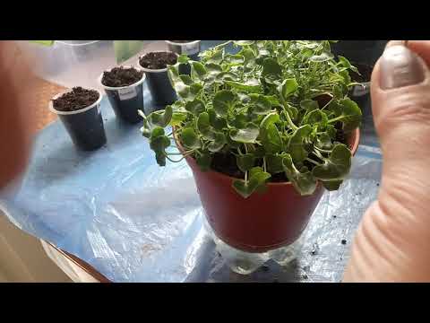 Видео: Кампанула