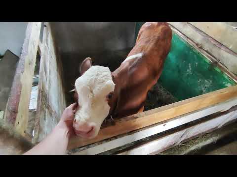 Видео: Взяли в Аренду 50 ГА ,выравнивание покоса .Изготовили и купили опоросные станки.