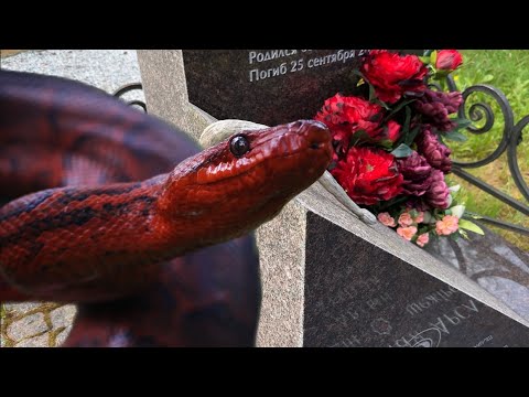 Видео: Змея на могиле популярного блогера Арслана Валеева / Всеволожское кладбище 09.2023 (перезалив)