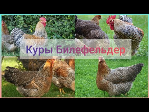 Видео: Порода кур Билефельдер / Нужны ли вам такие куры? / Мой личный опыт в содержании породы