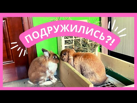 Видео: ЗНАКОМСТВО КРОЛИКОВ СЭМИК ЧЕРРИ *ЧАСТЬ 2*