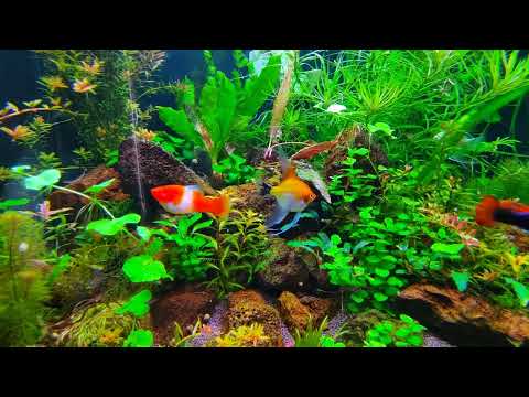 Видео: Аквариумные лампы БиоДизайн 400, режимы освещения.