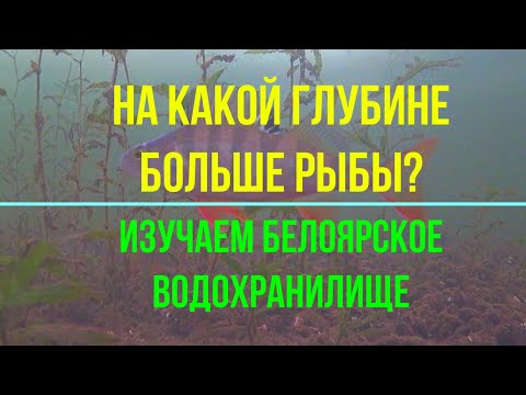 Видео: На какой глубине больше рыбы? Изучаем подводный мир Белоярского водохранилища.