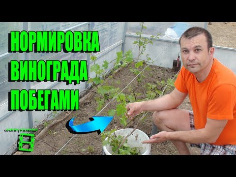 Видео: НОРМИРОВКА ВИНОГРАДА ПОБЕГАМИ. ВЫРАЩИВАНИЕ ВИНОГРАДА В ТЕПЛИЦЕ. СЕВЕРНЫЙ ВИНОГРАДНИК