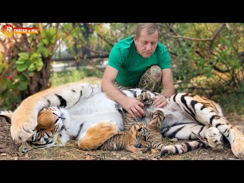 Видео: Это ФАНТАСТИКА! Как подоить тигрицу, что бы покормить тигрят! Тайган. FANTASY Man milking a tigress!
