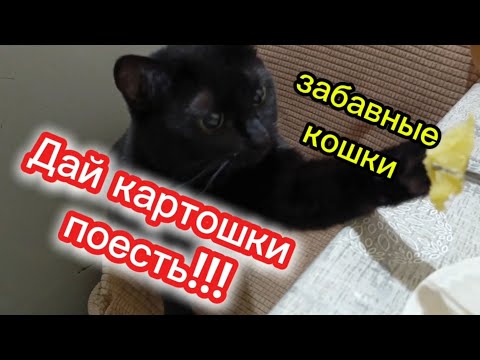 Видео: Забавные кошки. Кошечка Боня просит картошку. 