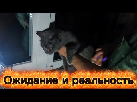 Видео: Нет света, но кошка чувствует хозяйку в многоквартирном доме на 7 этаже. #cat 