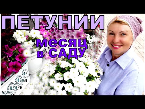 Видео: Петунии буйствуют в саду уже месяц. Чем кормлю и как часто?