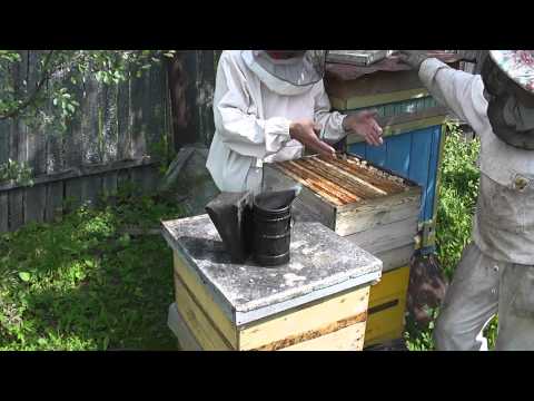 Видео: На пасеке Цебро 19 июля