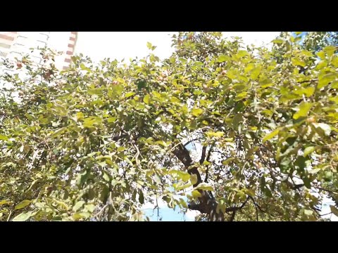 Видео: Весёлый сбор яблок