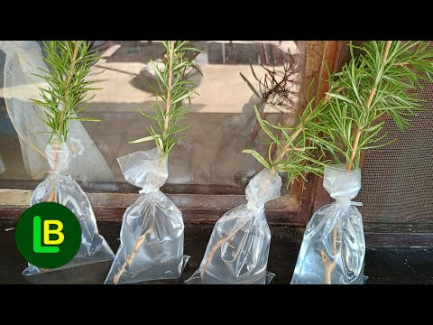 Видео: Любая ветка очень быстро пускает корни, если сделать это