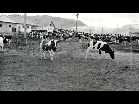 Видео: МОЛОЧНЫЕ РЕКИ