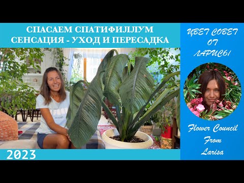 Видео: СПАСАЕМ СПАТИФИЛЛУМ СЕНСАЦИЯ - ПЕРЕСАДКА И УХОД