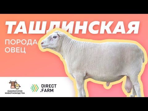 Видео: Опыт разведения ташлинской породы овец