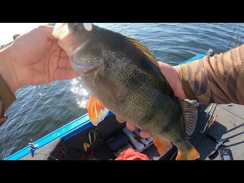 Видео: Огромный ОКУНЬ на спиннинг. Где искать рыбу на Днепре?