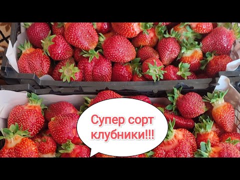 Видео: Супер сорт клубники.