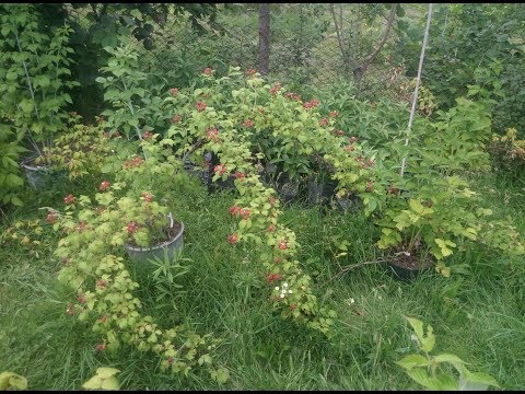 Видео: Почти без пересадки! Ягодные растения в контейнерах спустя год.