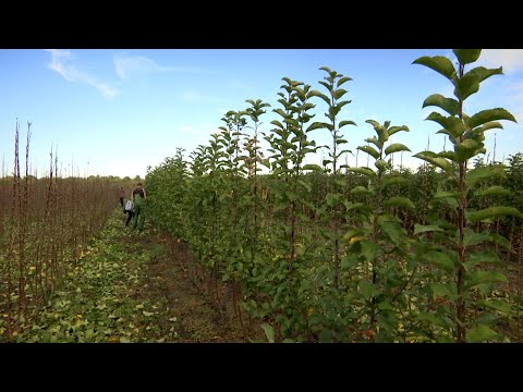 Видео: «Кубанский аграрный клуб». Питомник саженцев