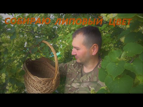 Видео: Сбор и заготовка липового цвета! Чай из липы