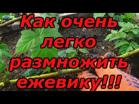 Видео: Размножение ежевики маточным корнем. Прайм Арк Фридом