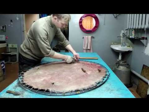 Видео: Сушка шкуры бобра на обруче