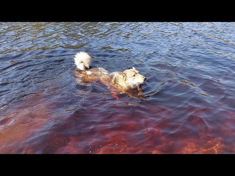 Видео: Утро с лайками в тайге